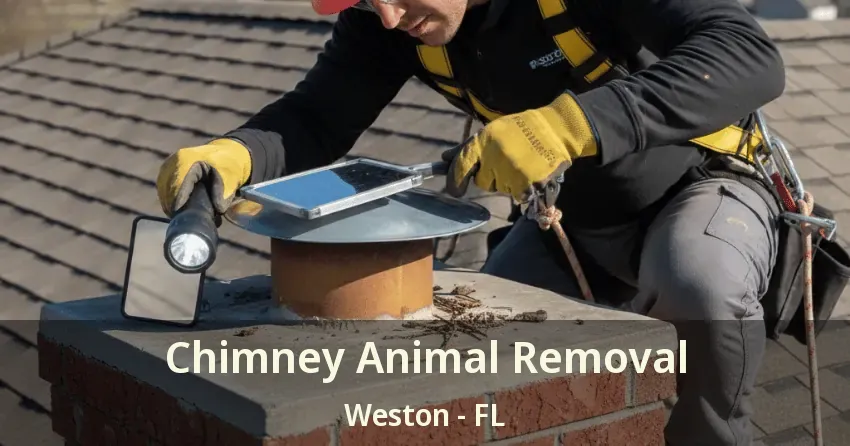 Chimney Animal Removal Weston - FL
